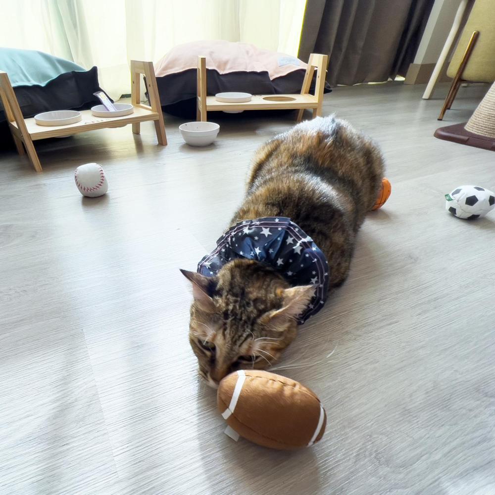 Formosan Naruwan Hotel T'ai-tung Eksteriør bilde A cat wearing a buster collar